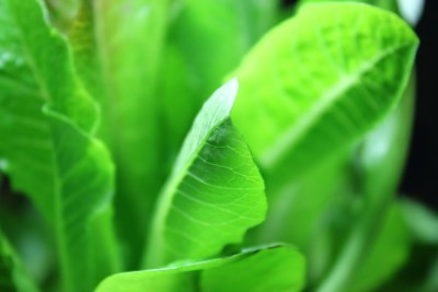 Garden Salad Image