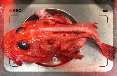 FISH AND SEAFOOD 海鲜类 Image