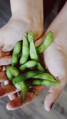 Edamame Image