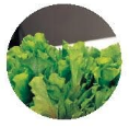 Seasonal Vegetables - Lettuce 生菜 Image