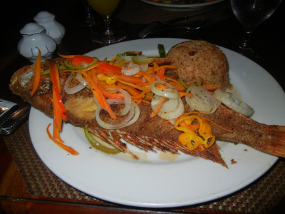 Caribbean Snapper Image