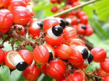 Suco de Guarana Image