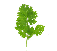 Green Aroma Image