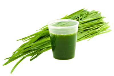 Wheat Grass Image