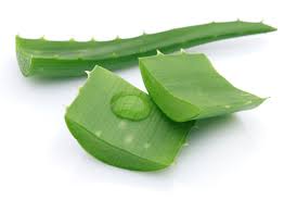 Aloe Vera Image