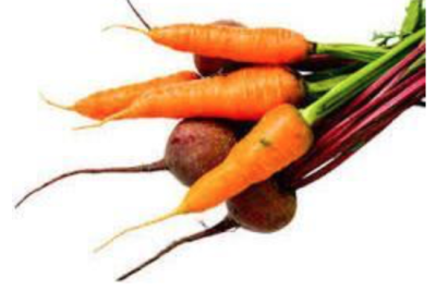 Root Buds Image